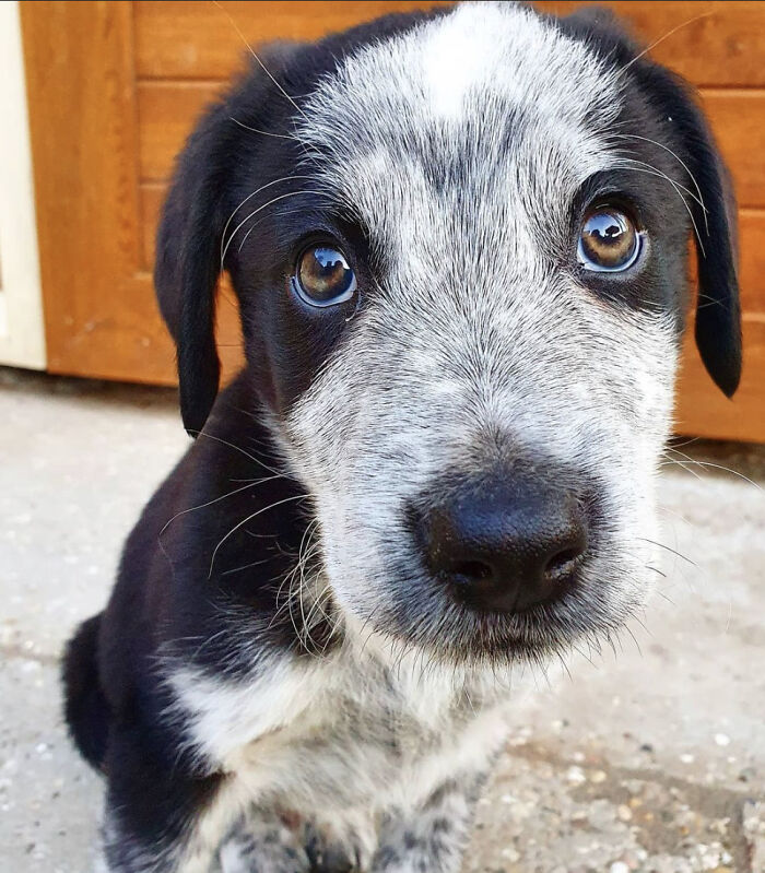 This Was My Cute Puppy, Sheldon. Now He Is A Big Pup. @thelifeof.sheldon