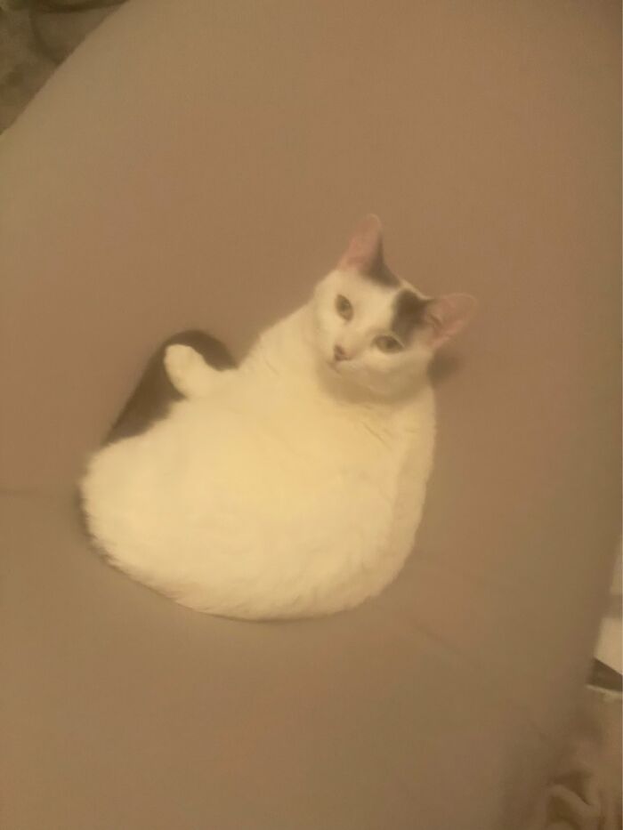 My Cat Being A Floof