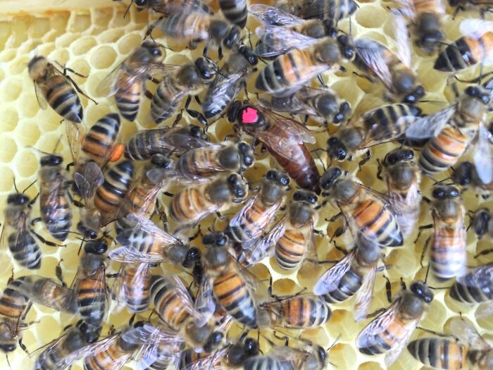 One Of My Queen Bees