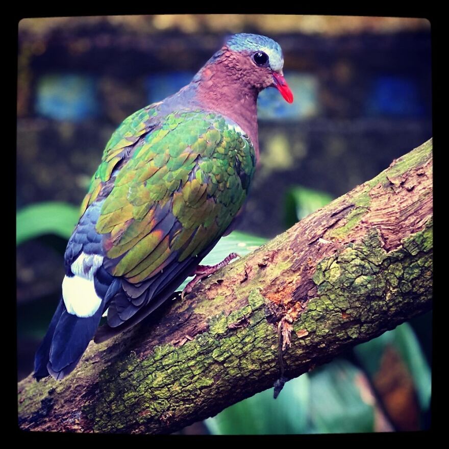 Pigeon? I’m Not Sure, But It Was Really Pretty!!