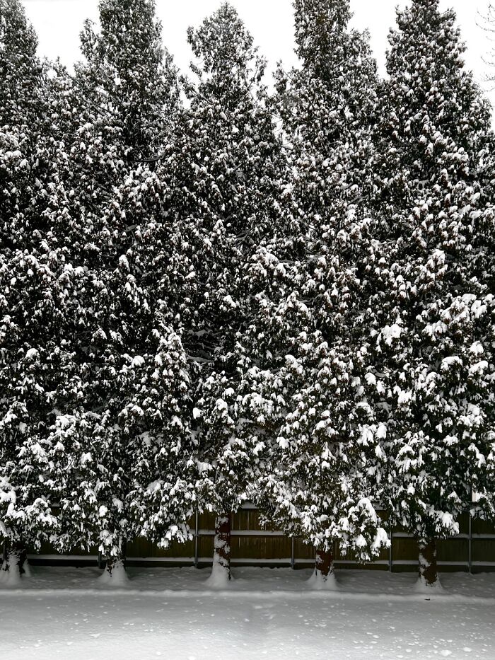 Backyard After The Snow Storm