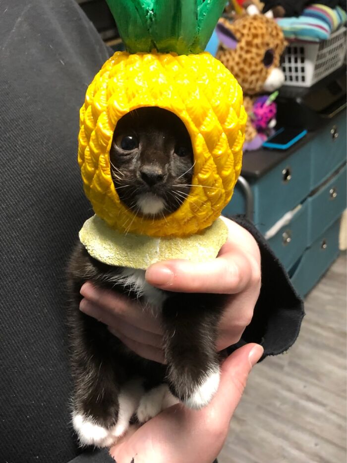 Ronin And A Plastic Pineapple