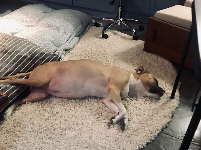 Our Ginger Bear Just Started Chemo For Lymphoma And She’s Not Feeling So Good