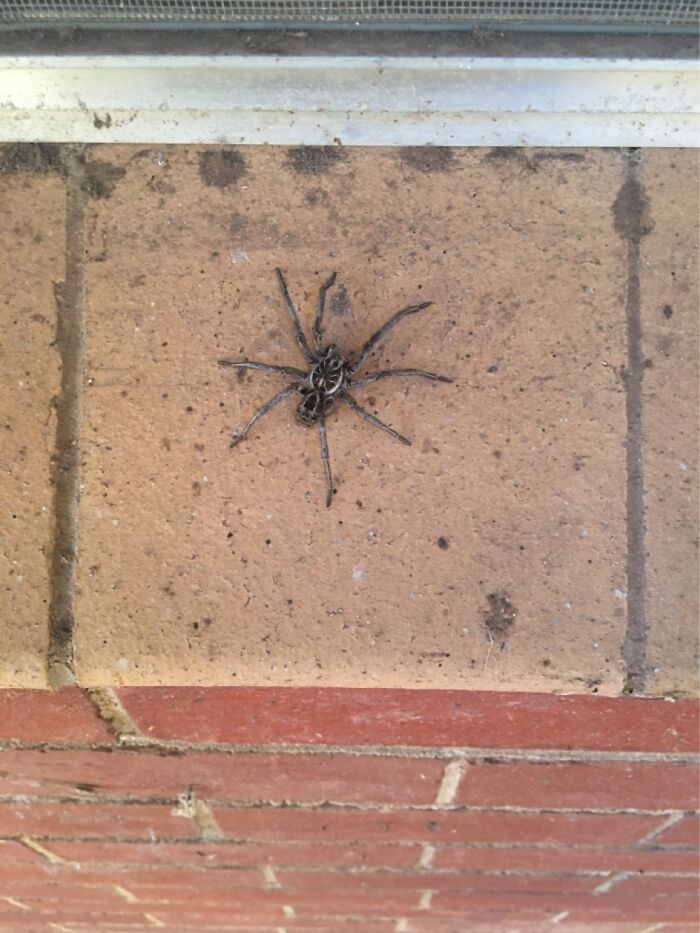 Spider Buddy. Big Wolf Spider, About 5-6 Cm Around