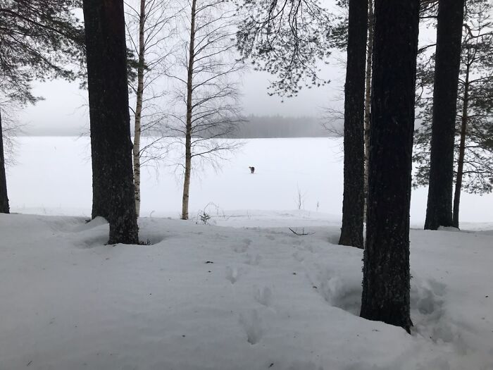 My Leonberger And The Winter In Finland