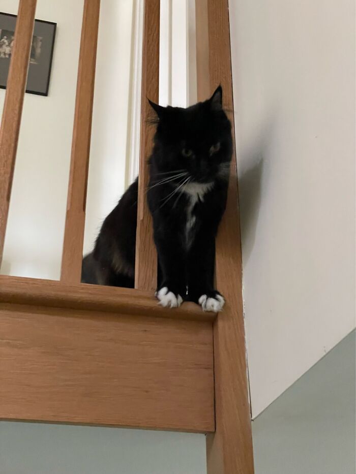 My Cat Found An Excellent Look Out Spot