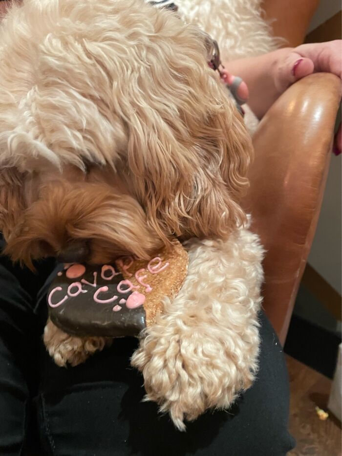 Lunch At The Cavapoo Cafe