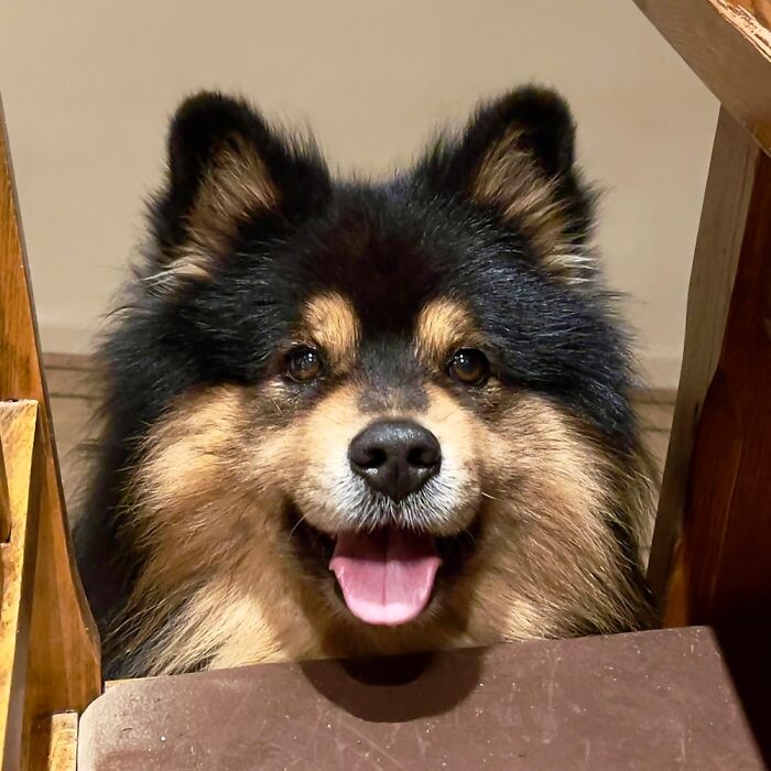 My Dog, When We Eat. He Wants To Jump Up On The Chair And Join The Family At The Table