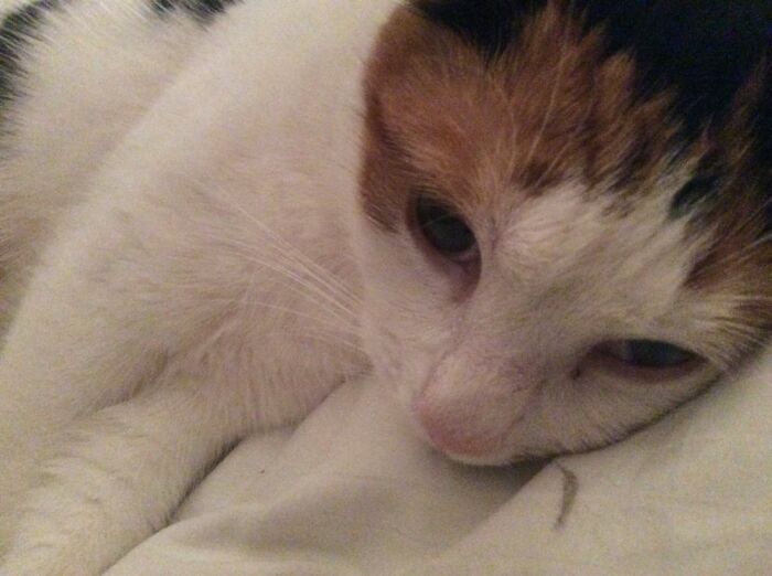 The One And Only Winner Of My Covid Infection