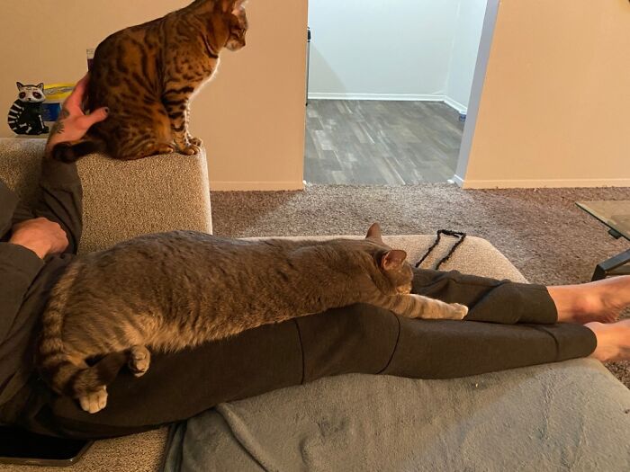 My Cats Of 3 Years Don’t Snuggle Me. My BF Comes Over