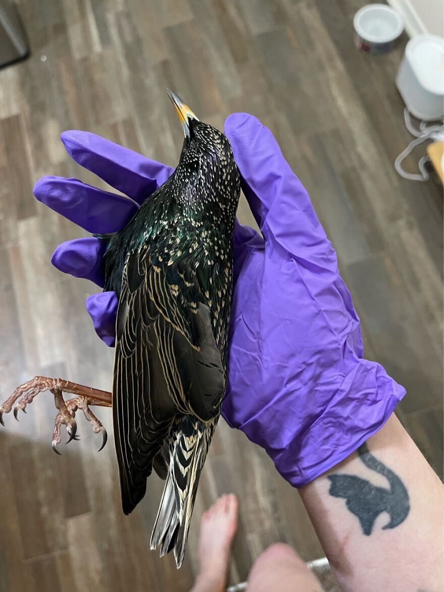 My Cat Jumped Through The Window With Whatever Bird This Is