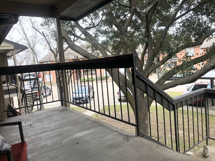 Feeding The Squirrels This Morning (Bottom Right And Top Left)