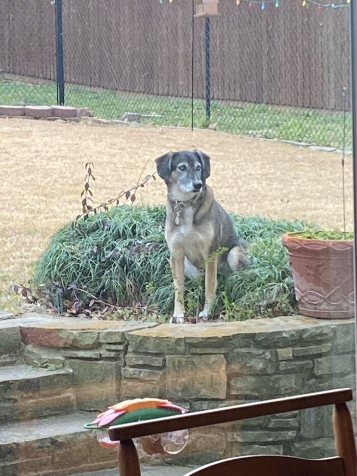 My Dog "Queen" Lucy Sitting And Surveying Her Domain