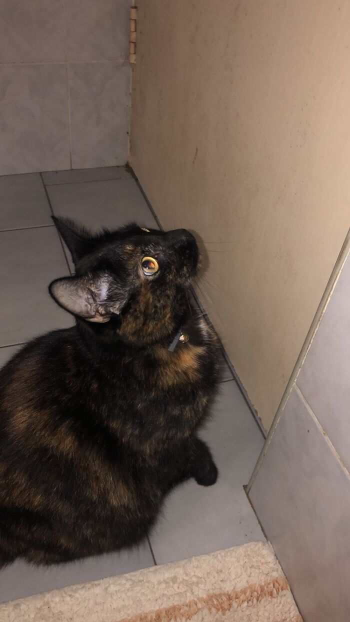 My Cat Lucy~ She’s Asking To Be Set Free And Was Pawing At The Door