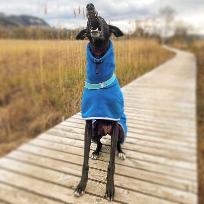 Opening Wide For The Scooby Snack