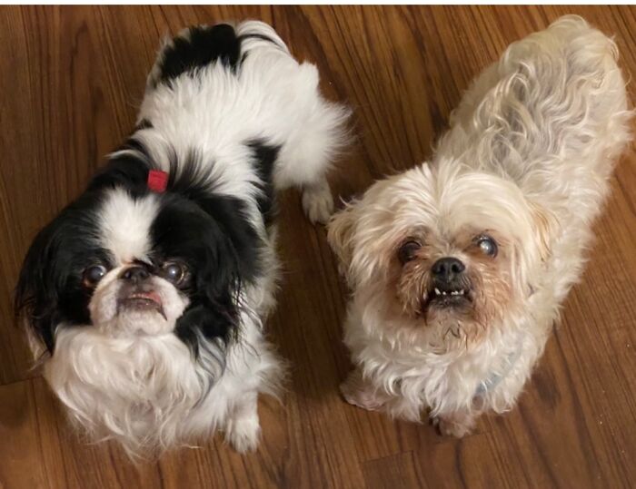 Gizmo And Gonzo Now 15 Years Old - I Cherishing Every Moment