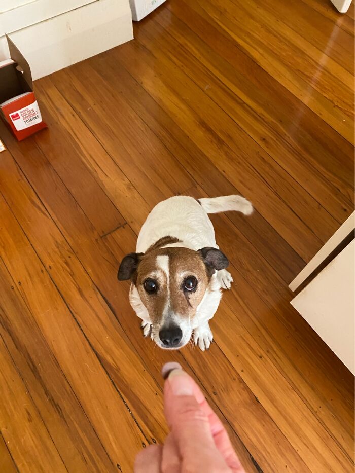 Sprocket Waiting Patiently. Such A Good Boy