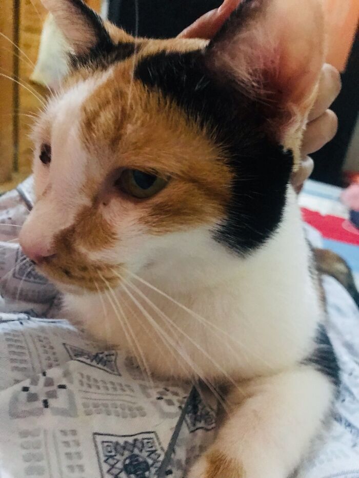 This Is Koi, My Friend’s Cat, She's So Sweet, Always Stay Near Me When I’m Sick Or Lonely