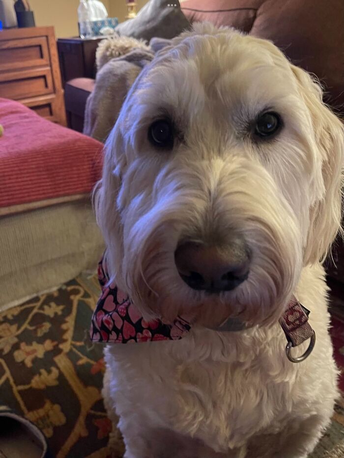 Millie Intently Staring