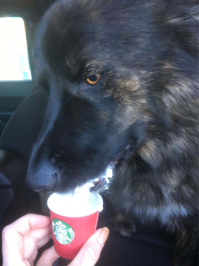 Bear Loving His Pupachino