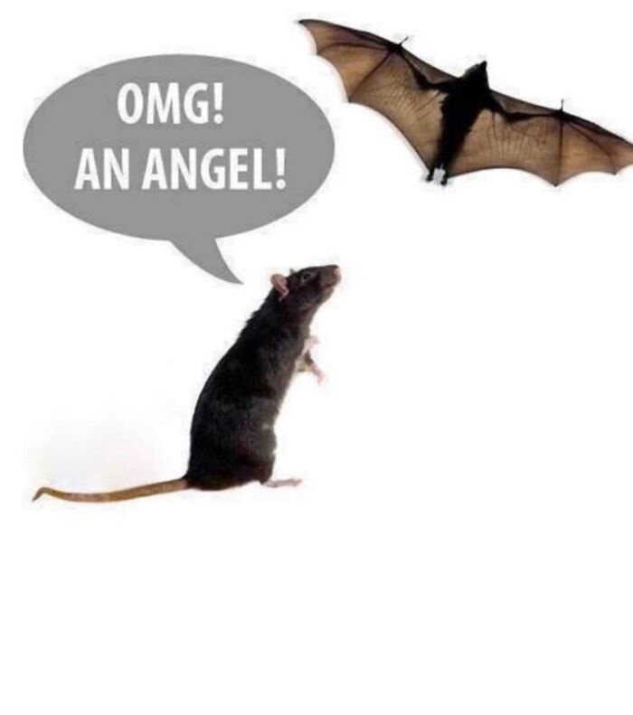 I Sent This As A Lunar New Year Greeting, For The New Year Of The Rat! The Next Day Covid-19