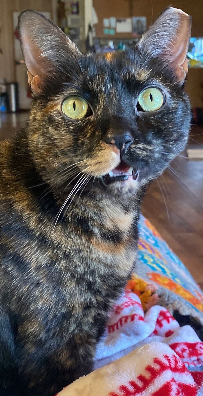 This Is One Of 20.. (12 Are Ferals) Her Name Is Gremlin Aka Gumpy Grumps!