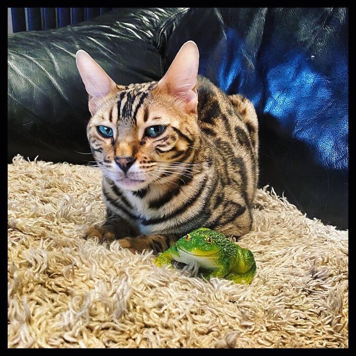 Tum-Tum With His Frog