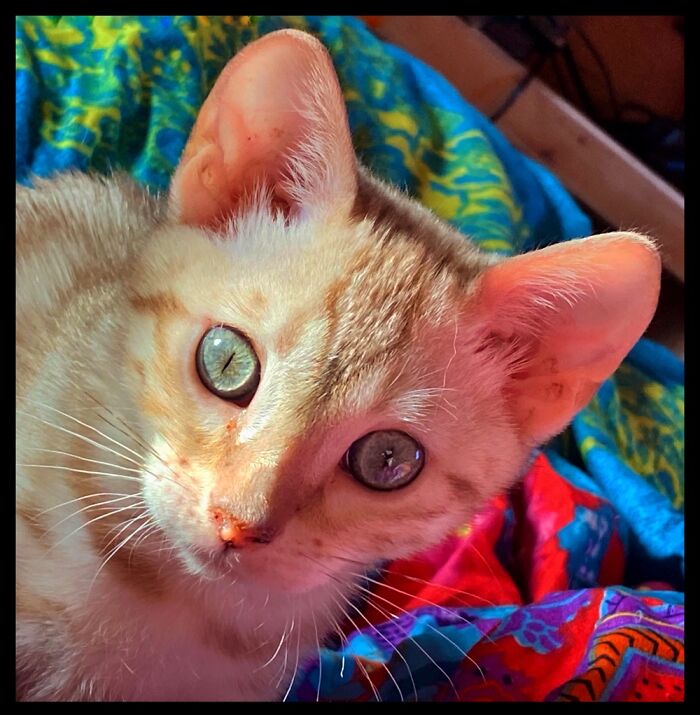 Yuki Wants Breakfast