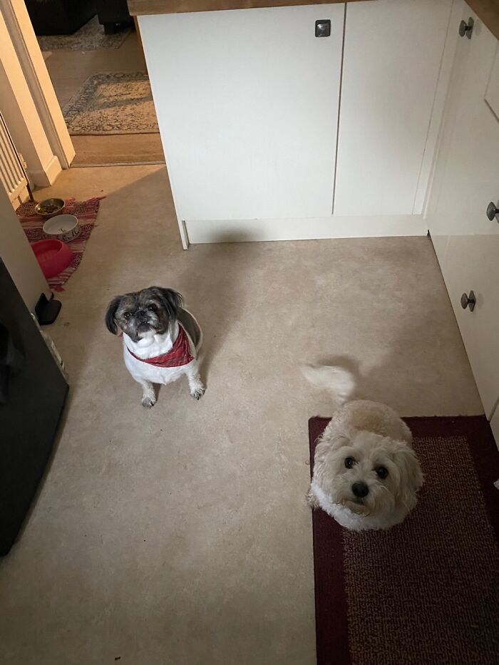 These Two Only Sit Still When There’s A Treat On Offer.
