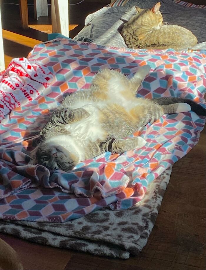 This Is Da! He Likes To Sunbathe And Get A Tan Where His Nuts Should Be.