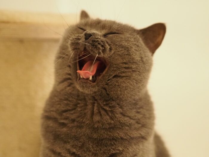 Where’s My Damn Tuna!