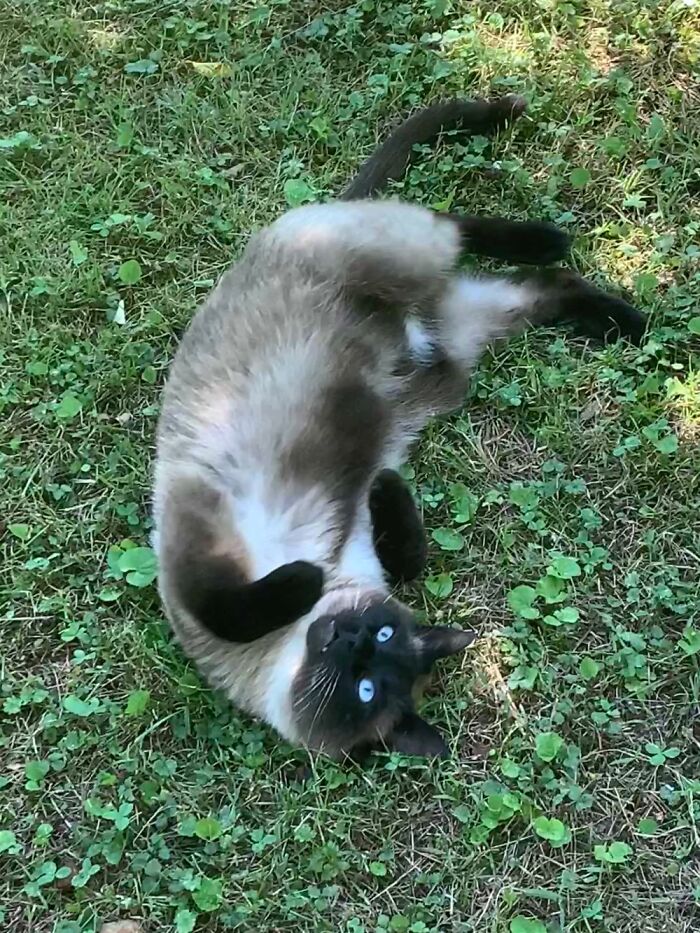 This Is My Friends Cat Sushi