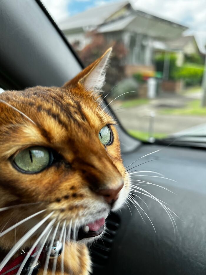 Turn Right At The Next Set Of Lights….