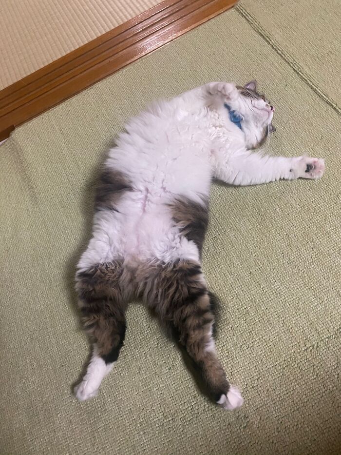 Myu Just A Break From A Stressful Day. Just Kidding, She Has No Stress