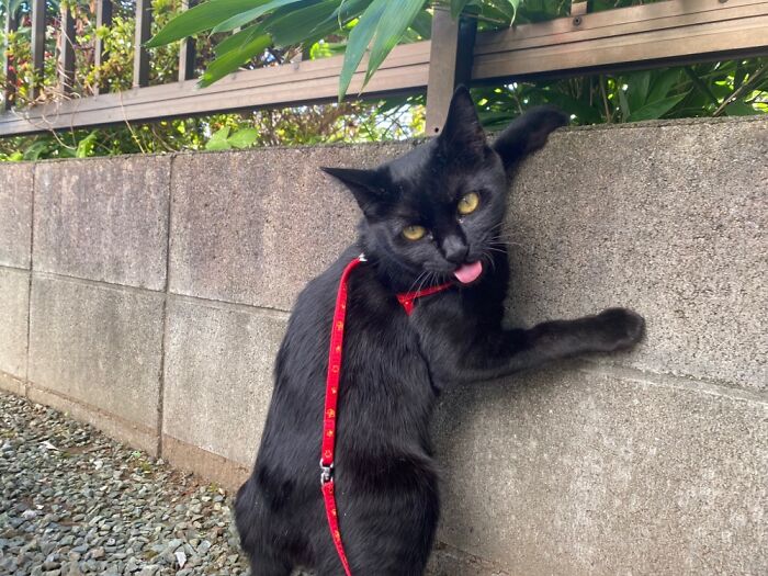 Lala. She May Be The Reason Myu Has To Take A Rest Break.