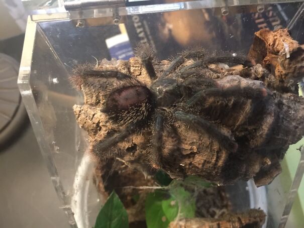 My Pretty Tarantula. My Husband Gets Nervous When I Open Her Cage. ♥️