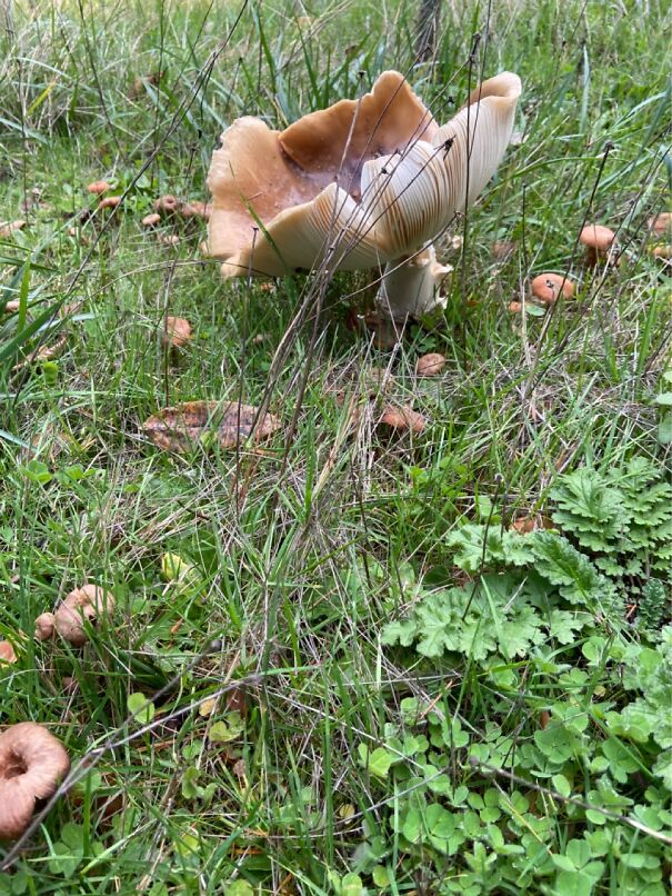 The Mystery Mushrooms Growing Outside. So Big. So Slimy. So Poisonous.