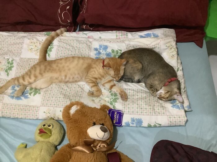 Sleepinng With Teddy And Big Bird