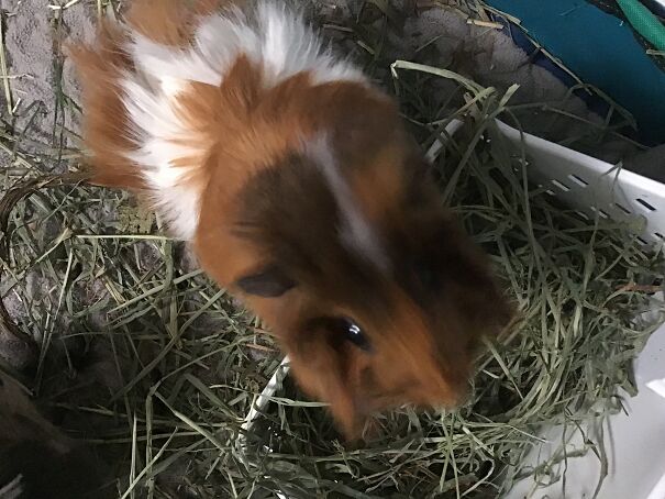 She Chases People's Hands Around The Cage And Tries To Bite Them Because She Thinks Everything Is Food.