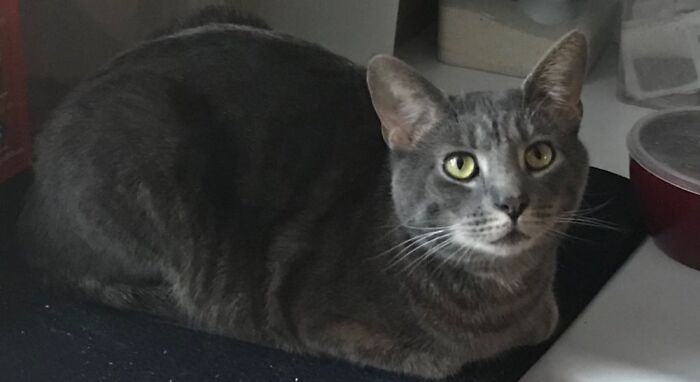 @luckymisterbiskit The Gray Tabby Cat