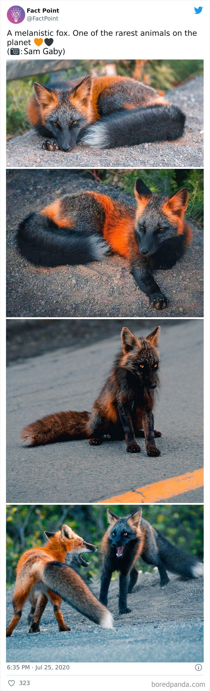 Interesting-Facts-Fact-Point