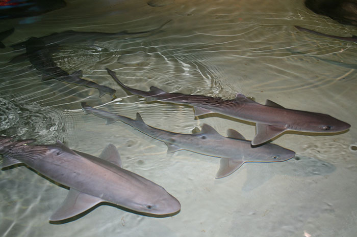 30 Potentially Life-Saving Tips If You Ever Find Yourself In A Dangerous Situation, As Shared By This Woman On TikTok