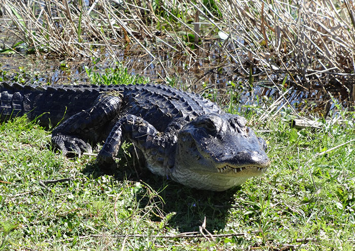 30 Potentially Life-Saving Tips If You Ever Find Yourself In A Dangerous Situation, As Shared By This Woman On TikTok