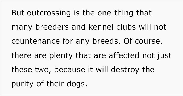 Veterinarian Goes To TikTok To Explain The Deal With Norway Banning The Breeding Of English Bulldogs And Cavalier King Charles Spaniels