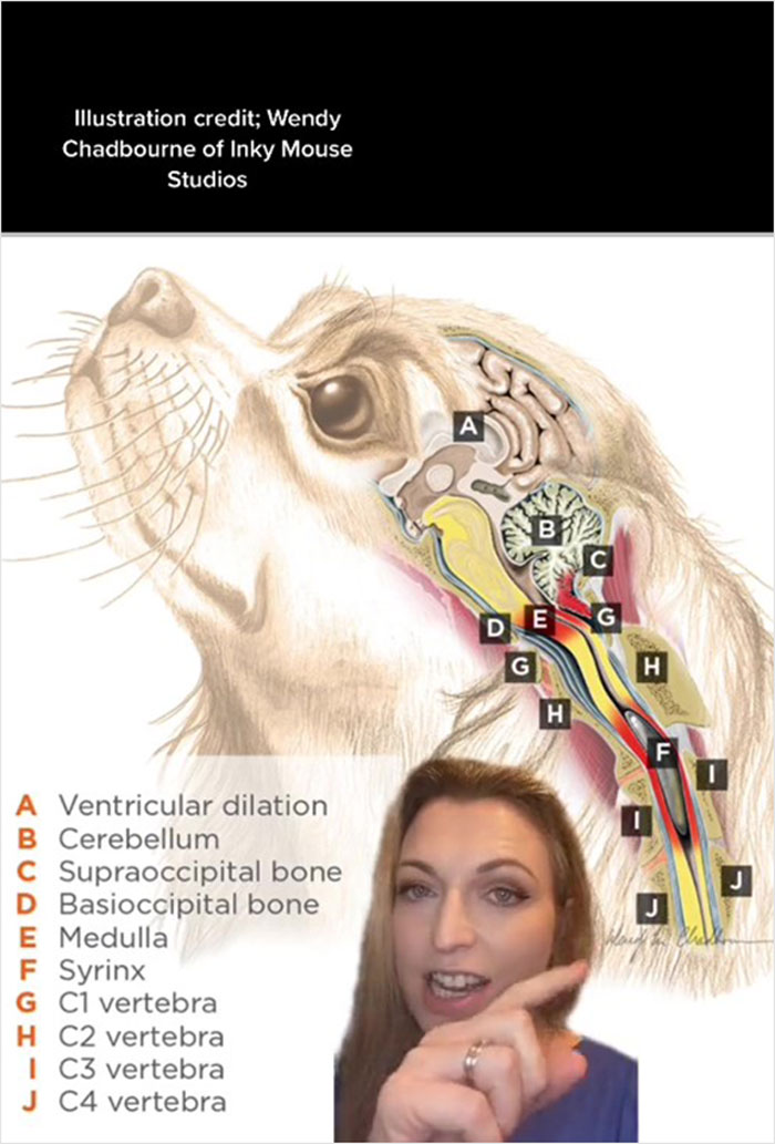 Veterinarian Goes To TikTok To Explain The Deal With Norway Banning The Breeding Of English Bulldogs And Cavalier King Charles Spaniels