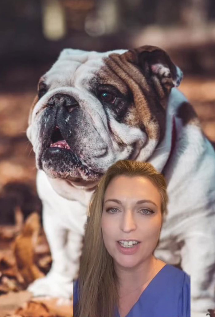 Veterinarian Goes To TikTok To Explain The Deal With Norway Banning The Breeding Of English Bulldogs And Cavalier King Charles Spaniels