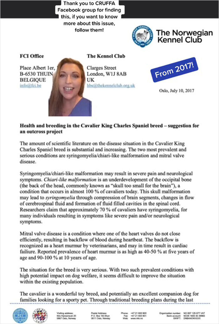 Veterinarian Goes To TikTok To Explain The Deal With Norway Banning The Breeding Of English Bulldogs And Cavalier King Charles Spaniels