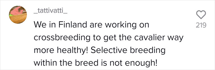 Veterinarian Goes To TikTok To Explain The Deal With Norway Banning The Breeding Of English Bulldogs And Cavalier King Charles Spaniels
