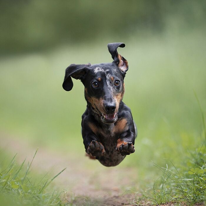 A dachshund joyfully running on a path, ears flapping, capturing the essence of adorable dogs in motion.