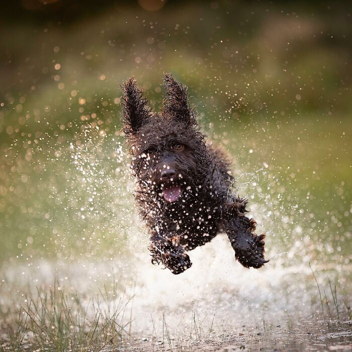 Dog joyfully running through water, ears flapping, capturing an adorable moment of excitement and playfulness.